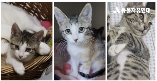 지난해 12월부터 이달까지 경기 김포시 입양자에게 입양 보낸 뒤 죽은 것으로 드러난 고양이들. 동물자유연대 제공