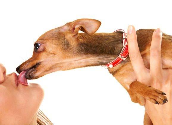 입에 상처가 있을 때는 ​반려견에게 뽀뽀하지 않는 게 좋다./사진=클립아트코리아