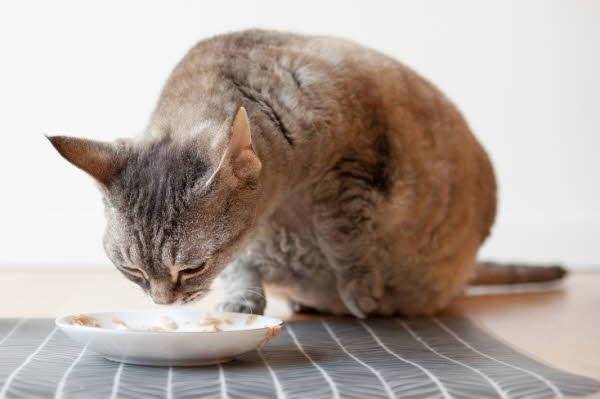 자율 급식이 ​고양이 스트레스 완화에 도움이 될 수 있지만, 과식이나 질병 악화를 부를 수 있어 신중히 선택해야 한다./사진=게티이미지뱅크