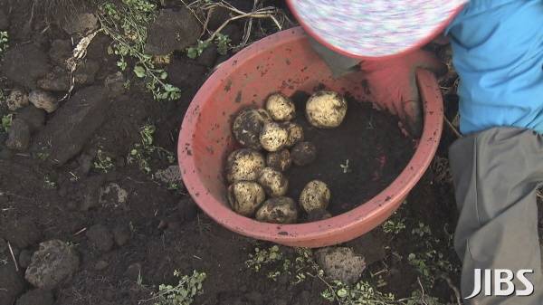 감자 수확 자료사진.