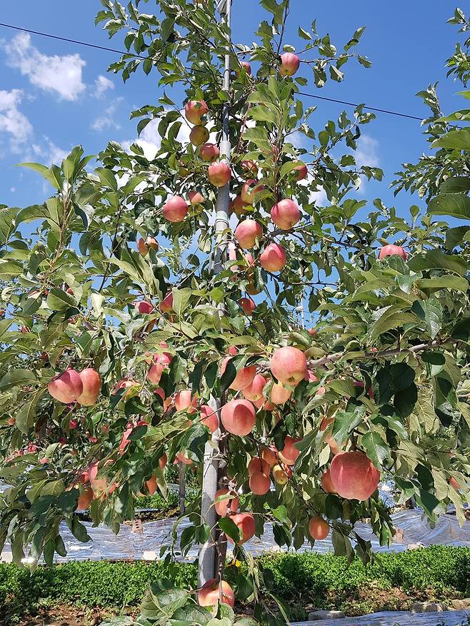 농촌진흥청이 농가소득을 올리기 위해 무병묘 생산 재배 시범사업을 확대추진하고 있다. 사진은 사과 홍로 무병묘 . [농촌진흥청 제공]