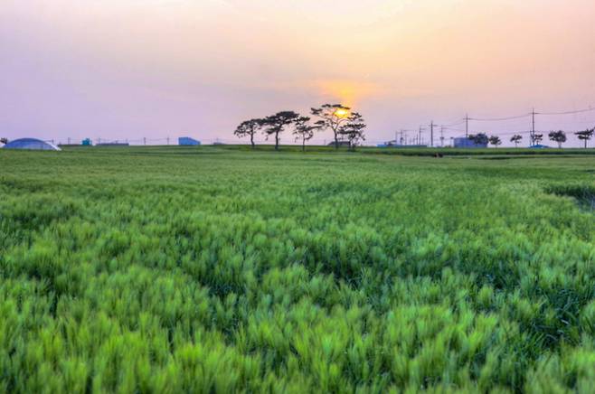 포항시 남구 호미곶면 청보리 밭. 포항시 제공