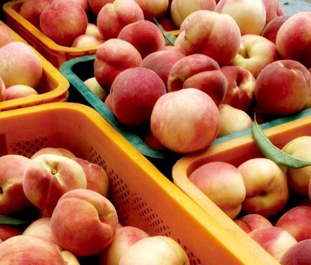 경북 영덕의 딱딱이 복숭아. 고향사랑e음 누리집