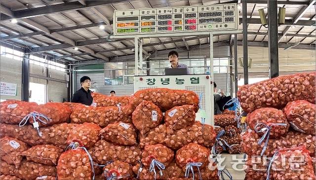 26일 경남 창녕농협 농산물공판장에서 열린 풋마늘 초매식에서 홍수찬 경매사가 호창으로 마늘 경매를 진행하고 있다.