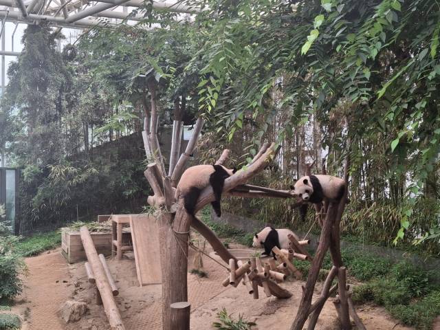 에버랜드 판다 가족들. 하반기 독립을 앞둔 후이바오(왼쪽)와 루이바오 아래로 엄마인 아이바오가 움직이고 있다. 이경운 기자