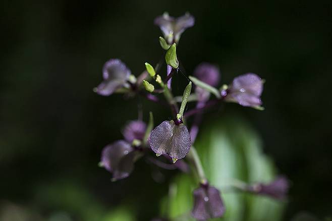 제주나리난초의 순판 모습 ⓒ제주의소리