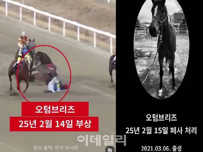 지난 2월 경기 중 달리다 부상당하는 경주마 ‘오텀브리즈’의 모습. 오텀브리즈는 부상 당한 다음날 폐사처리됐다. (사진=동물자유연대)
