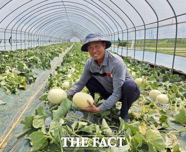 김근학 수신면 멜론작목연합회 회장이 하우스 농장에서 잘익은 수신멜론을 들어보이고 있다./정효기 기자