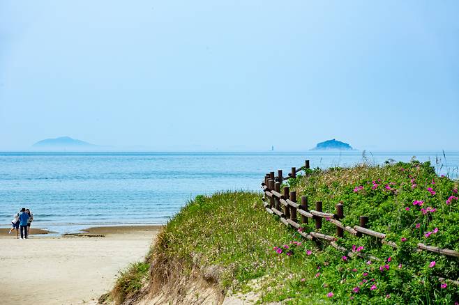 '신두리 해안사구'는 전국 최대 해당화 군락지이기도 하다. 제철 맞은 해당화가 탐방객들을 마중 나온다. / 김용재 영상미디어 기자