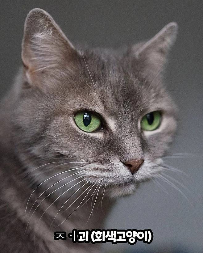 1000017688.jpg 중세국어로 고양이 부르는 방법