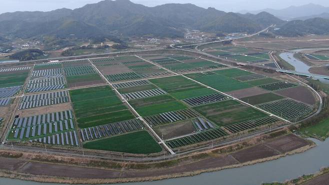 2021년 봄 전남 영암 영산강 하류의 한 농촌 마을 풍경. 논의 절반 이상이 태양광 패널로 점령당했다. 최병성 초록별생명평화연구소장 제공