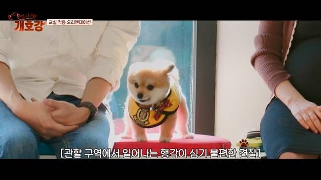 JTBC ‘집 나가면 개호강’ 제공