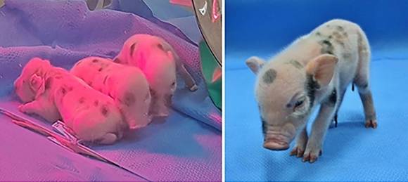 출산 예정일 하루 전 자궁적출술을 통해 얻은 JAK3 유전자 결핍 미니돼지. 한국생명공학연구원 제공