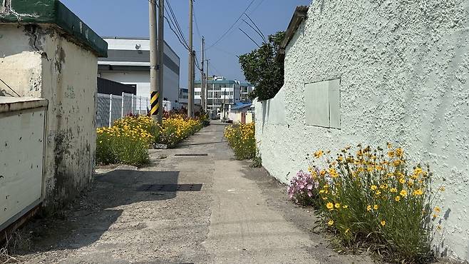 1일 포항시 남구의 한 주택가 골목길 곳곳에 외래종 ‘큰금계국이’ 피어있다. /단정민 기자