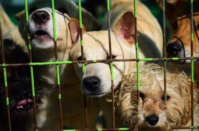 제주 유기동물보호센터 내 유기견. /뉴스1