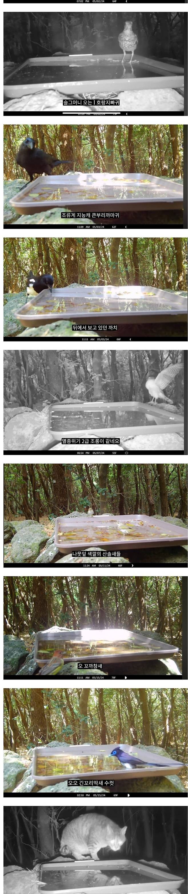 2.jpg 캣맘과 고양이가 사라진 마라도에 물그릇을 만들어 줬을때...