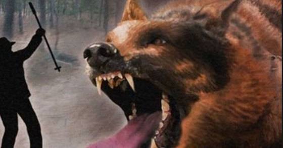 맹견 이미지. [연합뉴스]