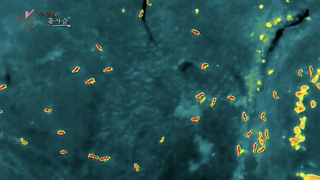 열화상 드론 촬영 영상