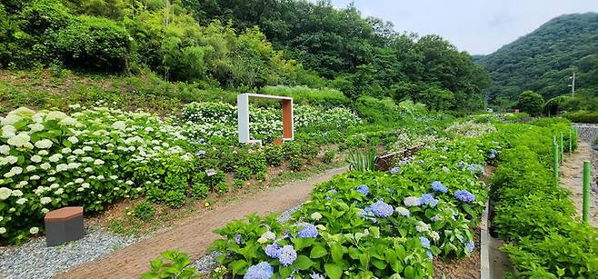 [광주=뉴시스] 무등산 자락 '동적골 수국동산'. (사진=광주시청 제공). photo@newsis.com *재판매 및 DB 금지
