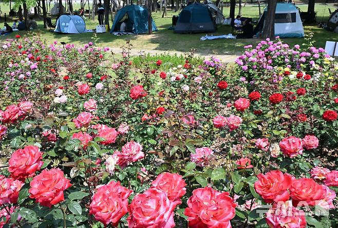 [인천=뉴시스] 전진환 기자 = 낮 최고기온이 30도를 나타낸 1일 인천  연수구 송도국제도시 해돋이공원 장미원을 찾은 시민들이 그늘막에서 더위를 피하고 있다. 2025.06.01.  amin2@newsis.com