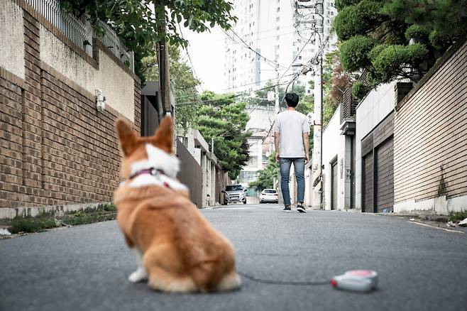동물유기는 세금 낭비, 환경오염 등 각종 사회적 문제를 유발한다.[사진 | 게티이미지뱅크]