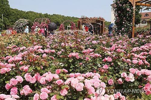 임실 장미원 가득 메운 장미 [임실군 제공. 재판매 및 DB 금지]