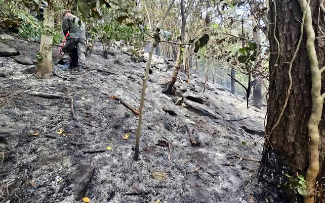 산불로 인해 귀중한 자연자산이 사라졌다. /울릉군