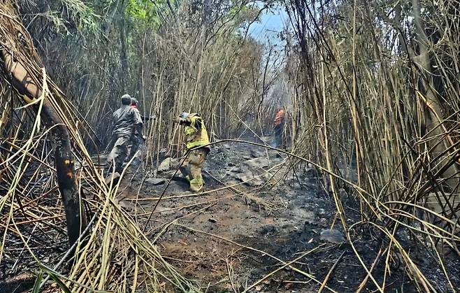 잔불 정리는 하고 있는 소방대원과 군인들. /울릉군
