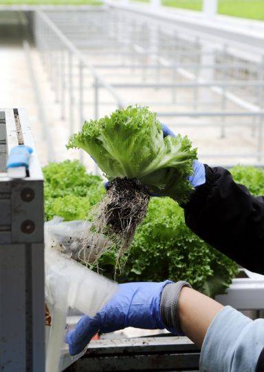 작업자가 수확한 상추를 포장하고 있다.