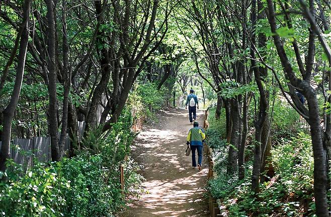 맨발길로 재탄생한 백련산 능선의 등산로. 서대문구 제공