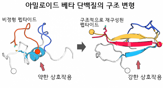 비정형 펩타이드의 구조적 재구성을 통한 아밀로이드 베타 단백질 결합 강화 및 단백질 응집 억제 효과 향상 과정을 나타낸 모식도. 한국연구재단 제공