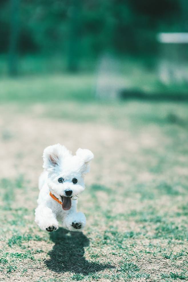 1748758625355.jpg 우리집 강아지 리밥풀 보고가