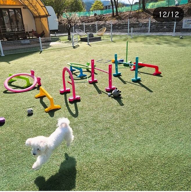 Screenshot_20250507_122419_Instagram.jpg 우리집 강아지 리밥풀 보고가