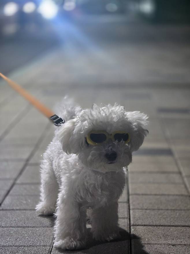 20250508_202331.jpg 우리집 강아지 리밥풀 보고가