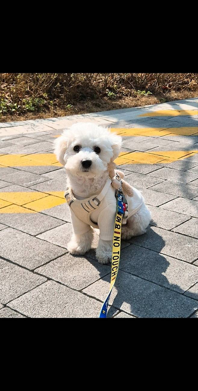 Screenshot_20250407_104935_KakaoTalk.jpg 우리집 강아지 리밥풀 보고가