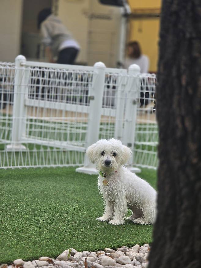 20250501_171041(0).jpg 우리집 강아지 리밥풀 보고가