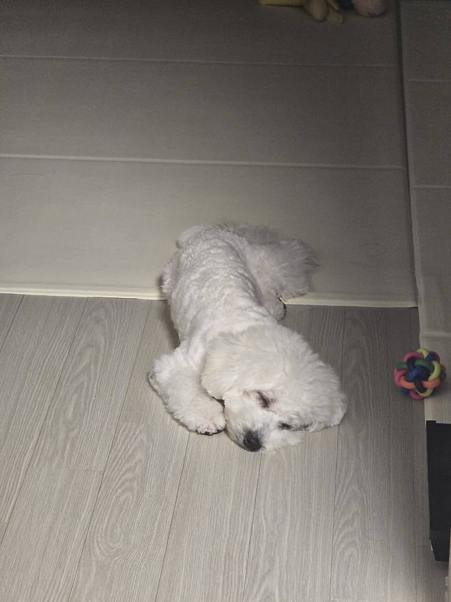 20250527_231441.jpg 우리집 강아지 리밥풀 보고가