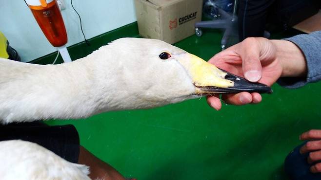 지난 2020년 충남 서산 간월호에서 구조된 큰고니는 버려진 낚싯줄에 부리가 얽힌 채 구조된 바 있다. 충남야생동물구조센터 제공