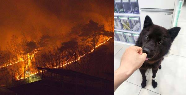 의성 산불 피해 현장에서 구조된 검은색 진도 강아지 마늘이(오른쪽)는 3도 화상과 트라우마를 이겨내고 입양 준비 중이다​./사진=뉴스1, 이영호 원장​