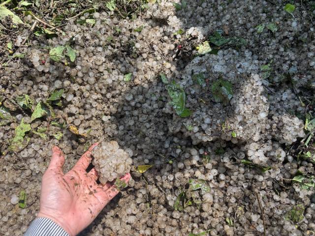 ▲ 지난 28~29일 홍천에 쏟아진 국지성 우박으로 농가 피해가 속출한 가운데 1일 오전 성수리 남산 입구에는 아직도 녹지 않은 우박들이 가득했다(왼쪽 사진). 성수리 민경율 씨 사과밭 사과들이 우박에 맞아 상처를 입고, 떨어졌다.  유승현 기자