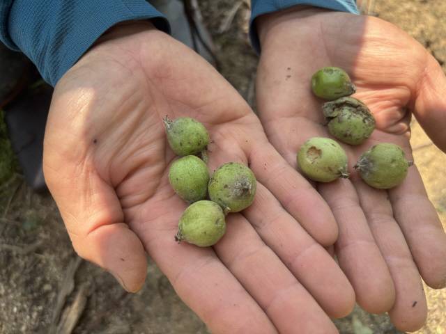 ▲ 성수리 민경율 씨 사과밭 사과들이 우박에 맞아 상처를 입고, 떨어졌다.  유승현 기자