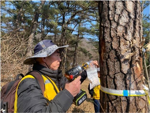 공주시니어클럽 소속 어르신이 소나무재선충병 시료채취 작업을 하고 있다. 국립공원공단 제공