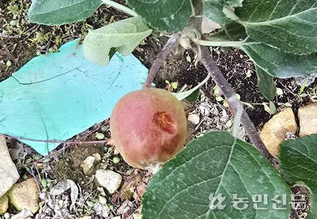 5월28일 오후 경북 청송군 현서면 백자리 일대에 20여분 동안 퍼부은 우박으로 사과열매가 푹 패었다. 열매 옆 잎도 찢어져 있다.
