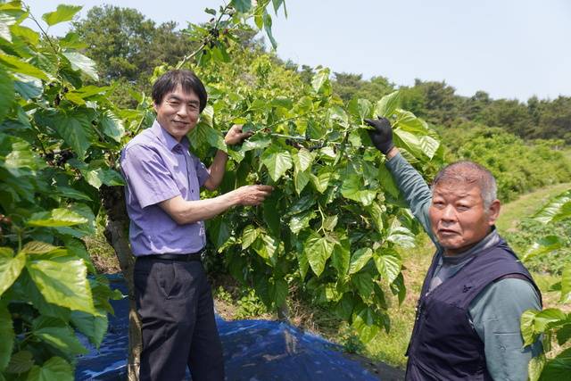 기세원 전북 부안 하서농협 조합장(왼쪽)이 오디 작목반장 박갑열씨(73)와 함께 제철 맞은 오디를 소개하고 있다.