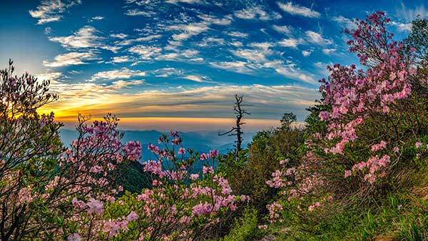 지리산 철쭉은 고산지대 특유의 색감을 뽐내기에 더욱 특별하다.&nbsp;