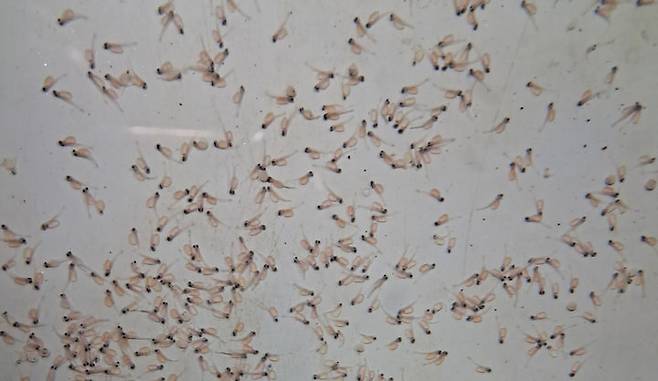 갓 부화된 열목어. 경북도 제공