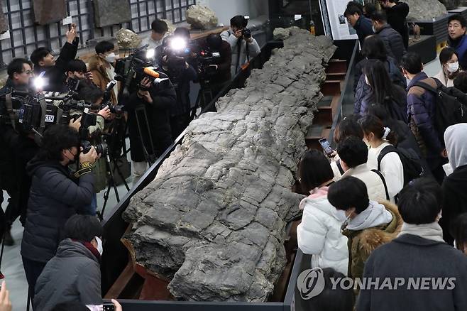 천연기념물 '포항 금광리 신생대 나무화석'  [연합뉴스 자료사진]