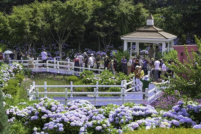 지난해 장생포 수국 페스티벌 모습 [울산시 남구 제공. 재판매 및 DB 금지]