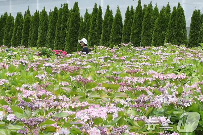 수국이 활짝 핀 제주 서귀포시 남원읍 휴애리자연생활공원에서 관광객들이 즐거운 시간을 보내고 있다. 2025.5.14/뉴스1 ⓒ News1 오현지 기자