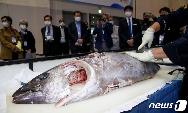 2일 오후 부산 해운대구 벡스코에서 열린 '2022부산국제수산엑스포(BISFE 2022)' 동원산업부스에서 관계자가 참치를 해체하고 있다. 2022.11.2/뉴스1 ⓒ News1 김영훈 기자